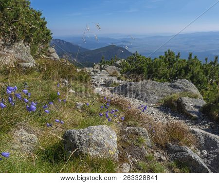 View From Tatra Mountains Trail With Rocks, Boulders, Blue Bell Flower And Pine Trees And Coniferous