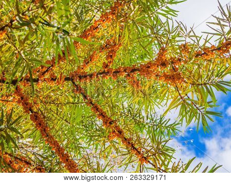 Branches Of Sea Buckthorn Over Blue Sky, Hippophae