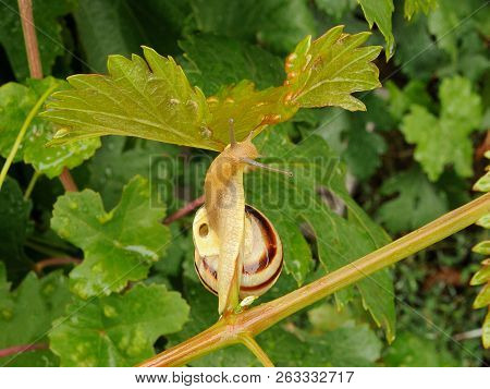 Grape Snail With A White-brown Shell Spun Around The Stem Of The Grape Leaf