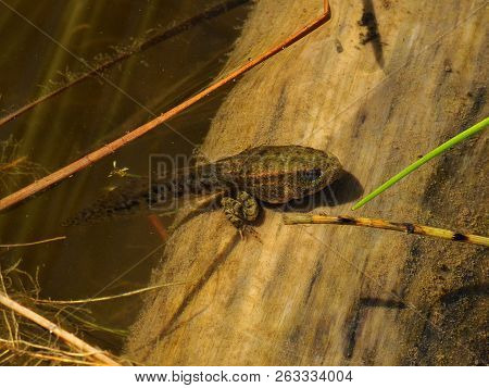 Tadpole With Hind Legs Sitting On A Log Near The Surface Of The Water And Basking In The Sun