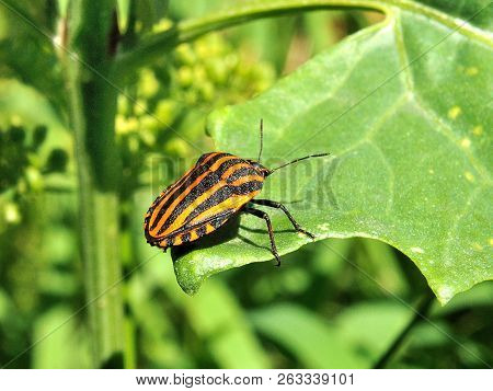 Beetle With Black And Orange Stripes Sitting On A Green Leaf