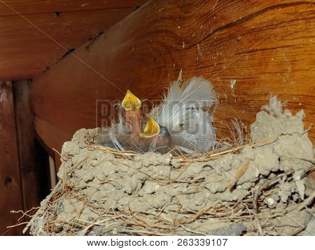 Blind Swallow Chicks With Yellow Beaks Sitting In The Nest