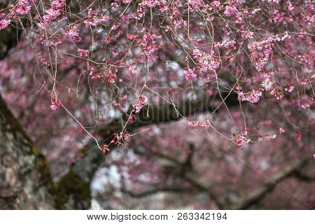 Blooming Whitcomb Cherry In Spring Vancouver Canada