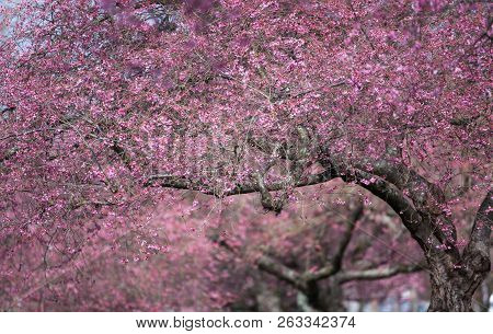 Blooming Whitcomb Cherry In Spring, Vancouver Canada
