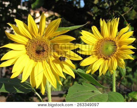 Sunflower With Insects, Two Yellow Flowers, Close-up