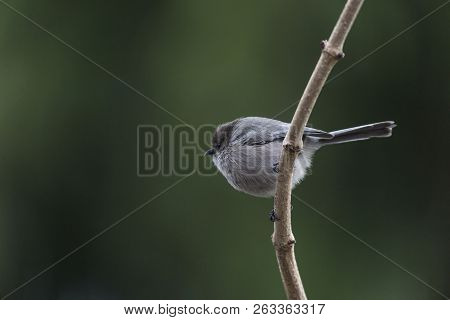 A Bushtit Perched In A Tree, In Vancouver Canada