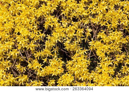 Yellow Winter Jasmine ( Jasminum Nudiflorum ) For Background