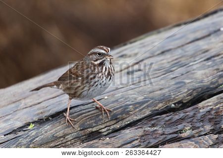 Song Sparrow Close Up Shot In Vancouver Canada