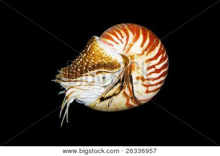 หอยงวง (Nautilus Pompilius) แยกต่างหากบนพื้นสีดำ