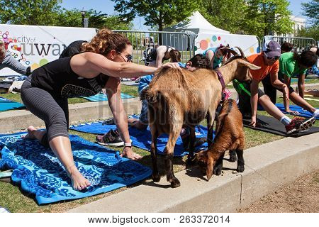 Suwanee, Ga - April 2018:  A Woman Pets A Goat While Stretching At A Goat Yoga Class In A Public Par