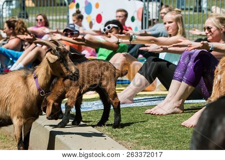Suwanee, Ga - April 2018:  Goats Walk Among People Stretching In A Free Goat Yoga Class At Suwanee T