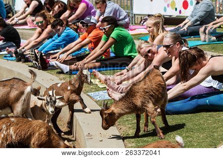 Suwanee, Ga - April 2018:  Goats Walk Along A Curb In Front Of People Stretching In A Free Goat Yoga
