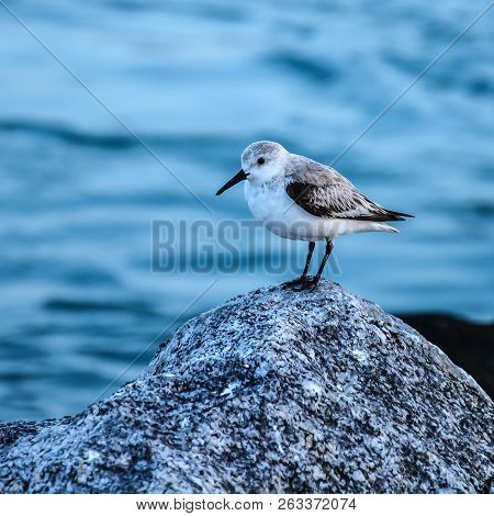 A Close Up Of A Solitary Sanderling Sandpiper Standing On The Top Of A Rock At The Edge Of The Atlan