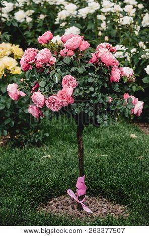 Rose Tree With Pink Roses In A Rose Garden