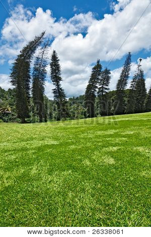 비뚤어진된 쿡 소나무 (Araucaria columnaris) Peradeniya 식물원에서. 스리랑카 캔디