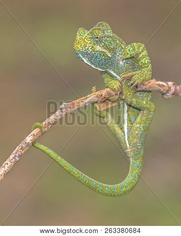 Adult African Chameleon (chamaeleo Africanus) On Branch With Blurred Background
