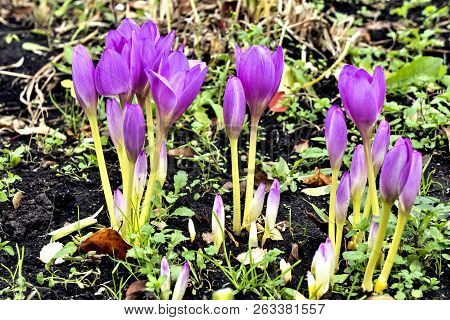 Beautiful Autumn Flower With The Latin Name Colchicum Autumnale