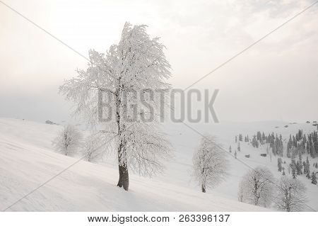Gorgeous Winter Landscape Of Snow Covered Huge Trees In The Morning On The Popular Tourist Resort In