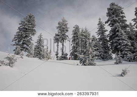 Two Snowboarders Standing On The Mountain Slope Between High Trees In The Popular Tourist Resort In 