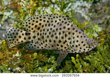 The Humpback Grouper (cromileptes Altivelis) Is A Perch Of The Family Serranidae