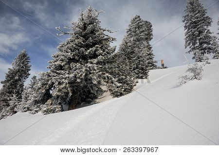 Gorgeous Winter Landscape Of Snow Huge Trees In The Morning On The Popular Tourist Resort In Goderzi