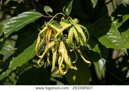 Yellow Desmos Chinensis Flower