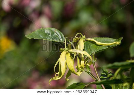 Yellow Desmos Chinensis Flower