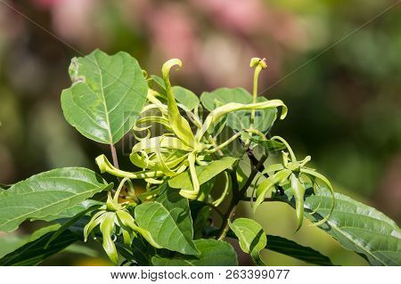 Yellow Desmos Chinensis Flower