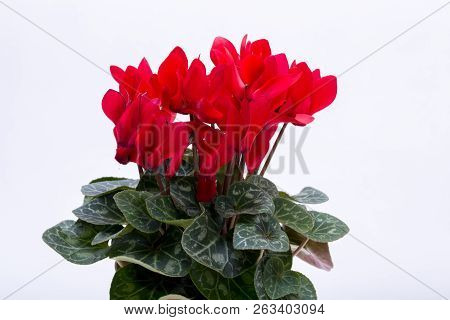 The Persian Cyclamen Flower Isolated On White Background