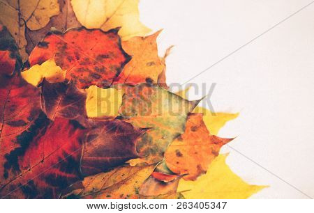 An Armful Of Autumn Leaves Of Different Shades In The Right Part Of The Photo, In The Left Is A Brig