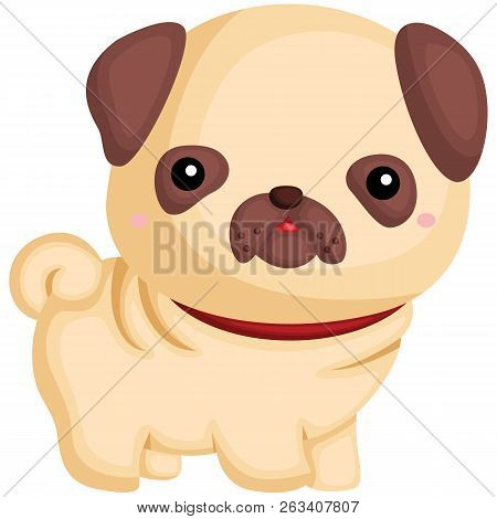 A Dog With A Pug Pure Breed