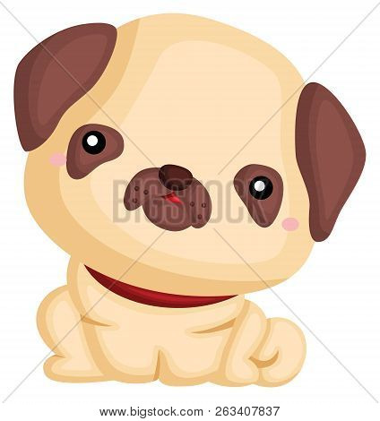 A Dog With A Pug Pure Breed