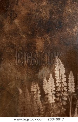 staré papírové pozadí s ornamenty květinovými (delphinium) pro vás design