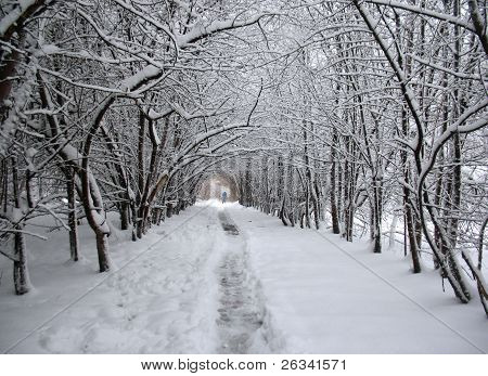 Vinter træer på en Alley