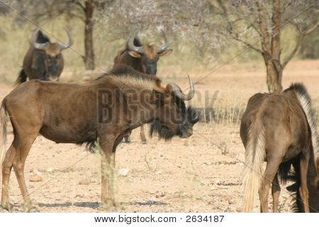 กลุ่มของ Wildebeest