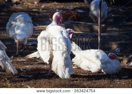 Turkey On A Farm , Breeding Turkeys. White Turkey Portrait. Flock Of Turkeys At The Farm. Pasture Ra