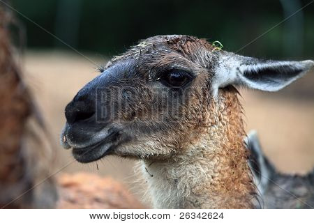 Ritratto di alpaca