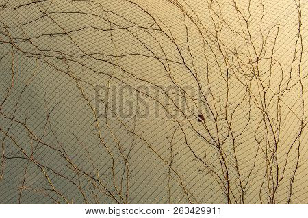 A Unique Photo Of Bright Tender Offshoot  Of A Tree Growing