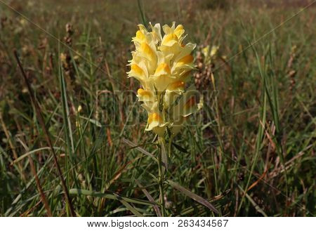 Yellow Toadflax , Linaria Vulgaris Flower . An Attractive Yellow Flower In The Family Plantaginaceae