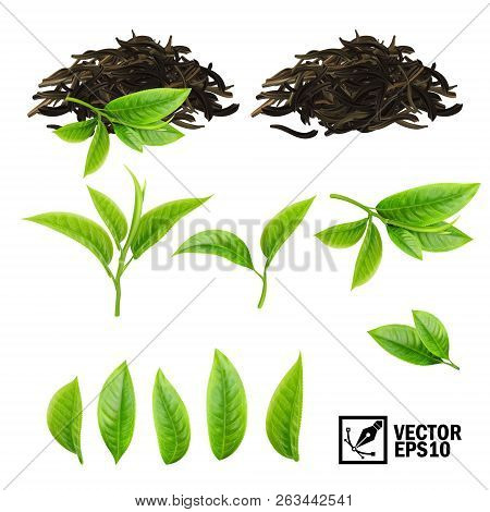 Realistic Vector Elements Set Of Tea (fresh Leaves And Pile Dry Tea)
