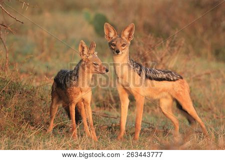 Pair of Blackbacked Jackals 