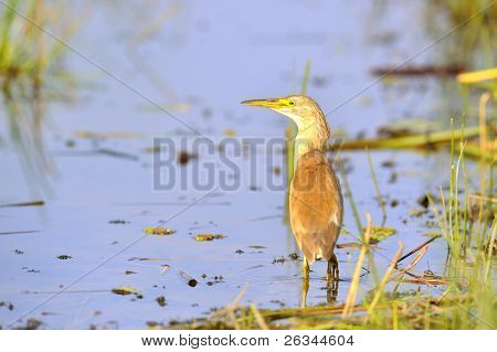Золотой цапля (ardeola ralloides)