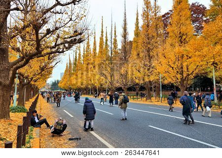 Japan Ginkgo Avenue
