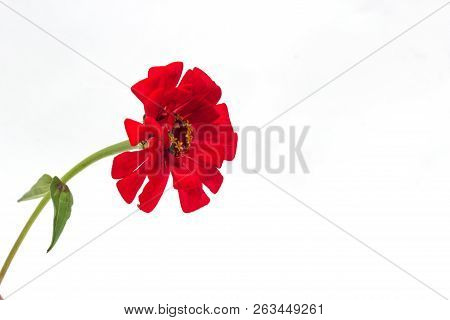 Red Zinnia With A Green Stem On A White Background, Isolate, Close-up, Zinnia Flower, Floral