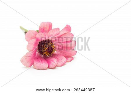 Pink Flower Zinnia On White Background, Isolate, Closeup, Pink Zinnia, White Background