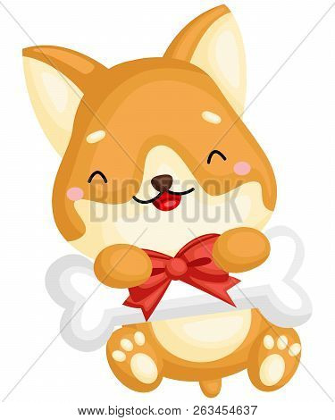 A Really Happy Pure Breed Corgi Dog