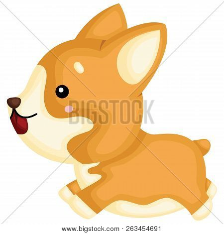 A Really Happy Pure Breed Corgi Dog