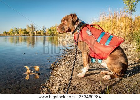 Young pit bull terrier dog in life jacket on the lake shore, fall scenery