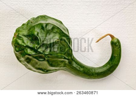 green dinosaur squash on white art canvas - fall holidays decoration