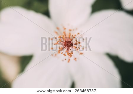 White Hibiscus Flower With Selective Focus. Macro View Of Stamen, Pistil And Pollen From White Hibis